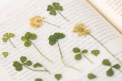 Four-leaf Clover Pressed Flower Sticker
