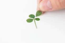 Four-leaf Clover Pressed Flower Sticker
