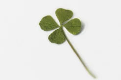 Four-leaf Clover Pressed Flower Sticker