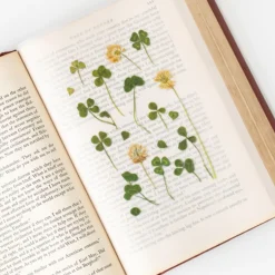 Four-leaf Clover Pressed Flower Sticker
