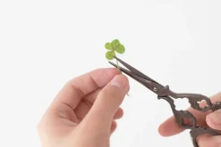 Four-leaf Clover Pressed Flower Sticker