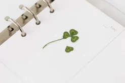 Four-leaf Clover Pressed Flower Sticker