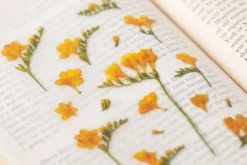 Freesia Pressed Flower Sticker