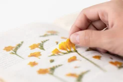 Freesia Pressed Flower Sticker