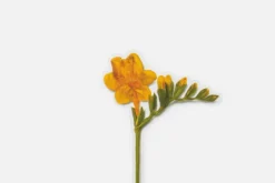 Freesia Pressed Flower Sticker