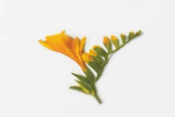 Freesia Pressed Flower Sticker