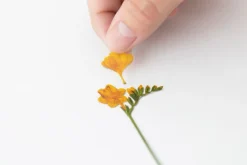 Freesia Pressed Flower Sticker