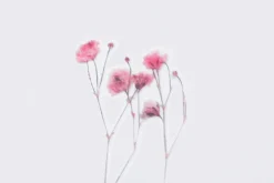 Gypsophila Pressed Flower Sticker