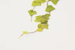 Ivy Pressed Flower Sticker