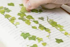 Ivy Pressed Flower Sticker