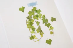 Ivy Pressed Flower Sticker