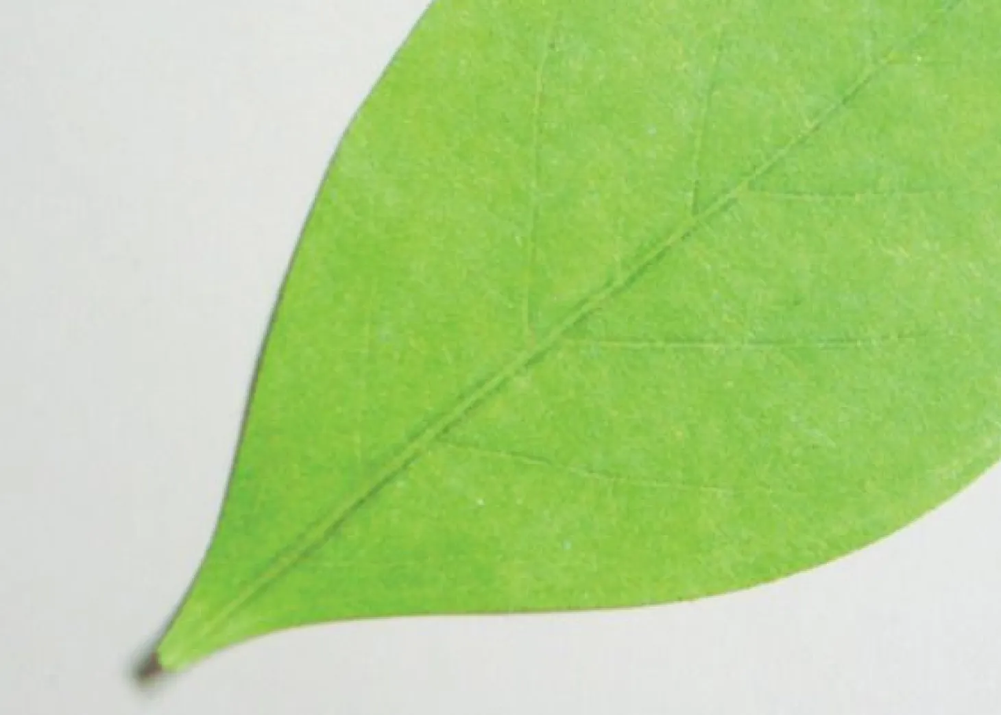 Large Leaf Sticky Note