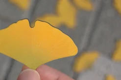 Leaf Magnet Set