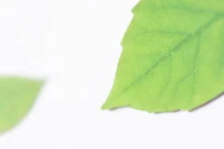 Leaf Magnet Set