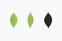 Leaf Magnet Set