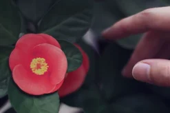 Leaf Magnet Set
