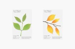 Leaf Magnet Set