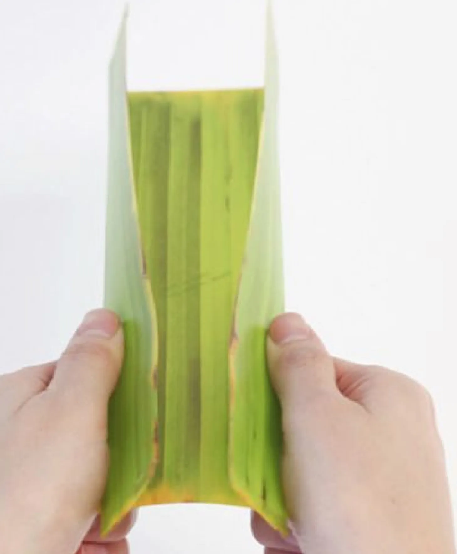 Long Banana Leaf Tray