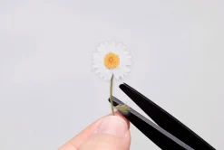 Marguerite Pressed Flower Sticker