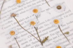 Marguerite Pressed Flower Sticker