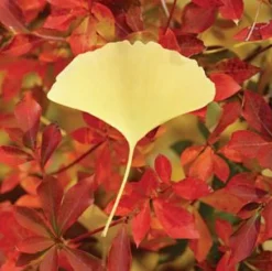 Medium Ginkgo Leaf Sticky Note
