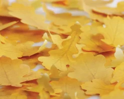 Medium Oak Leaf Sticky Note