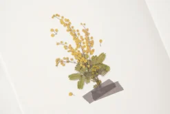 Mimosa Pressed Flower Sticker