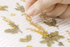 Mimosa Pressed Flower Sticker