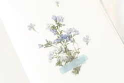 Moss Phlox Pressed Flower Sticker