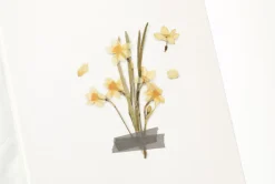 Narcissus Pressed Flower Sticker