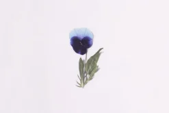 Pansy Pressed Flower Sticker