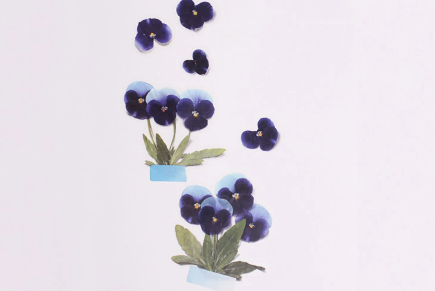 Pansy Pressed Flower Sticker