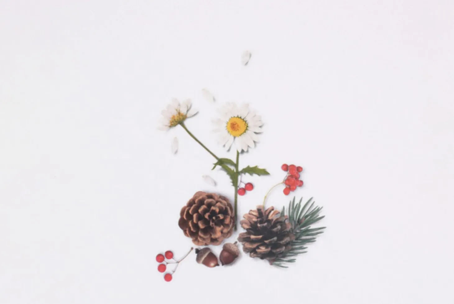 Pine Road Nature Sticker