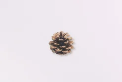 Pine Road Nature Sticker