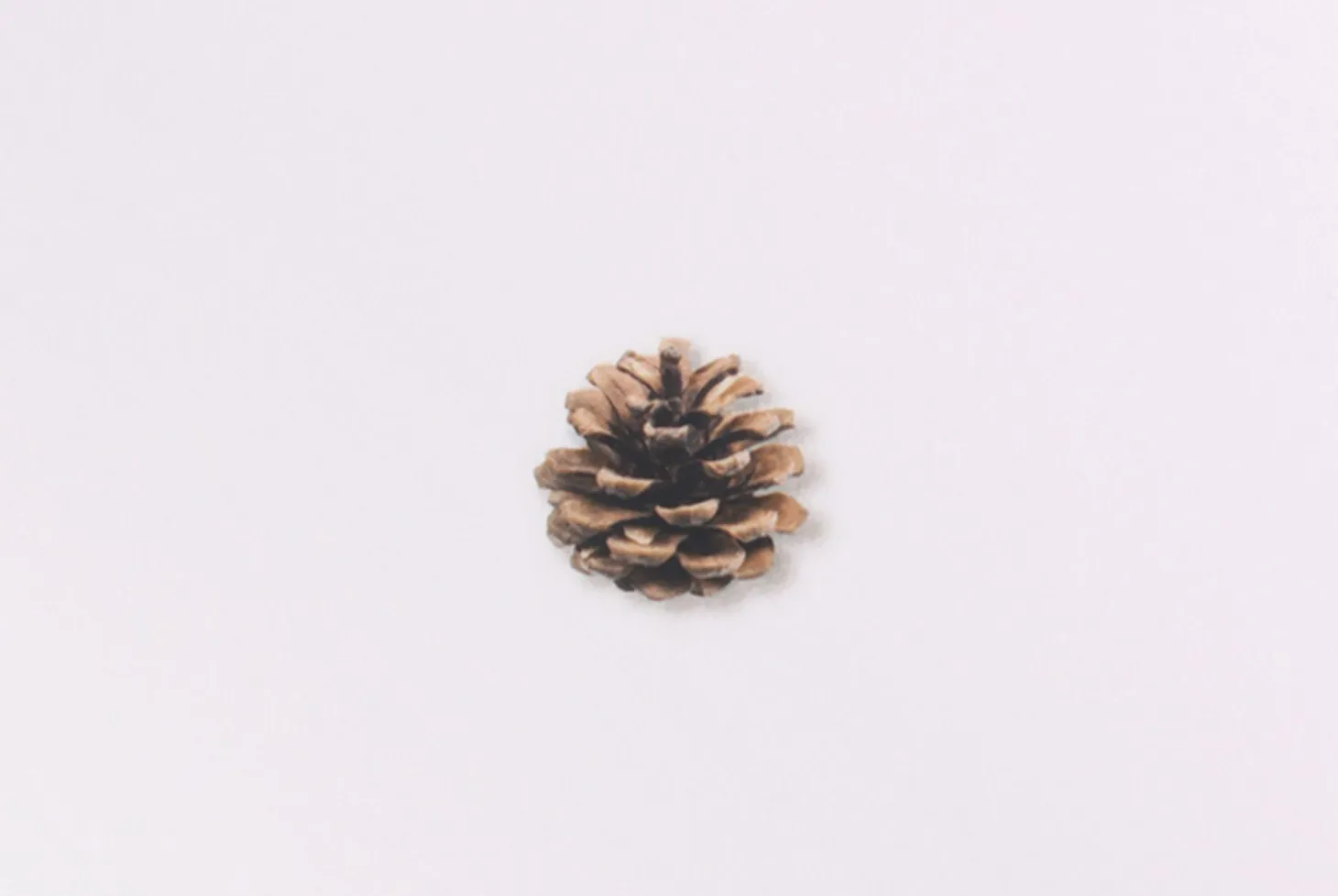 Pine Road Nature Sticker