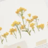 Rapeseed Pressed Flower Sticker