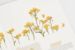 Rapeseed Pressed Flower Sticker