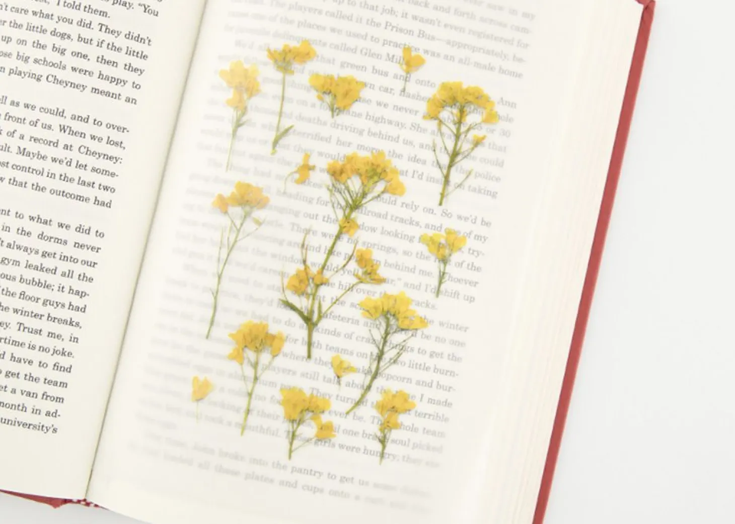 Rapeseed Pressed Flower Sticker