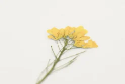 Rapeseed Pressed Flower Sticker