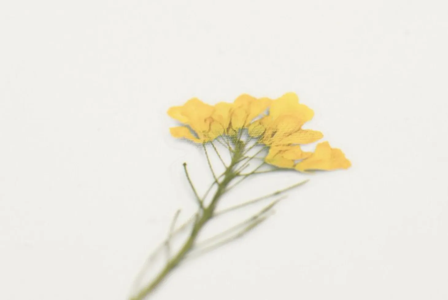 Rapeseed Pressed Flower Sticker