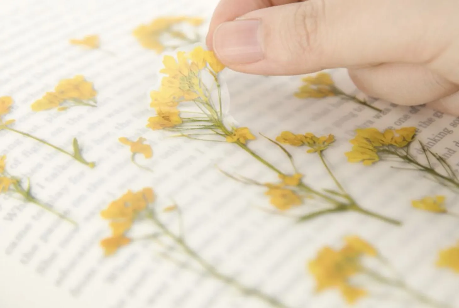 Rapeseed Pressed Flower Sticker