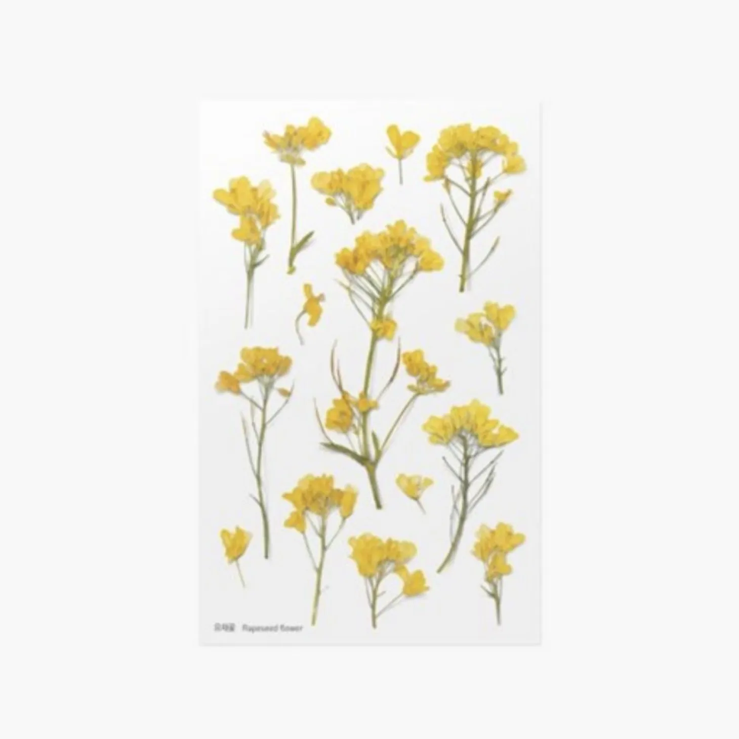 Rapeseed Pressed Flower Sticker
