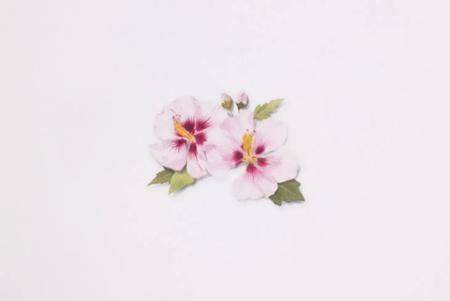 Rose of Sharon Pressed Flower Sticker