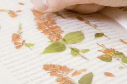 Salvia Pressed Flower Sticker