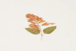 Salvia Pressed Flower Sticker