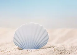 Scallop Sticky Note
