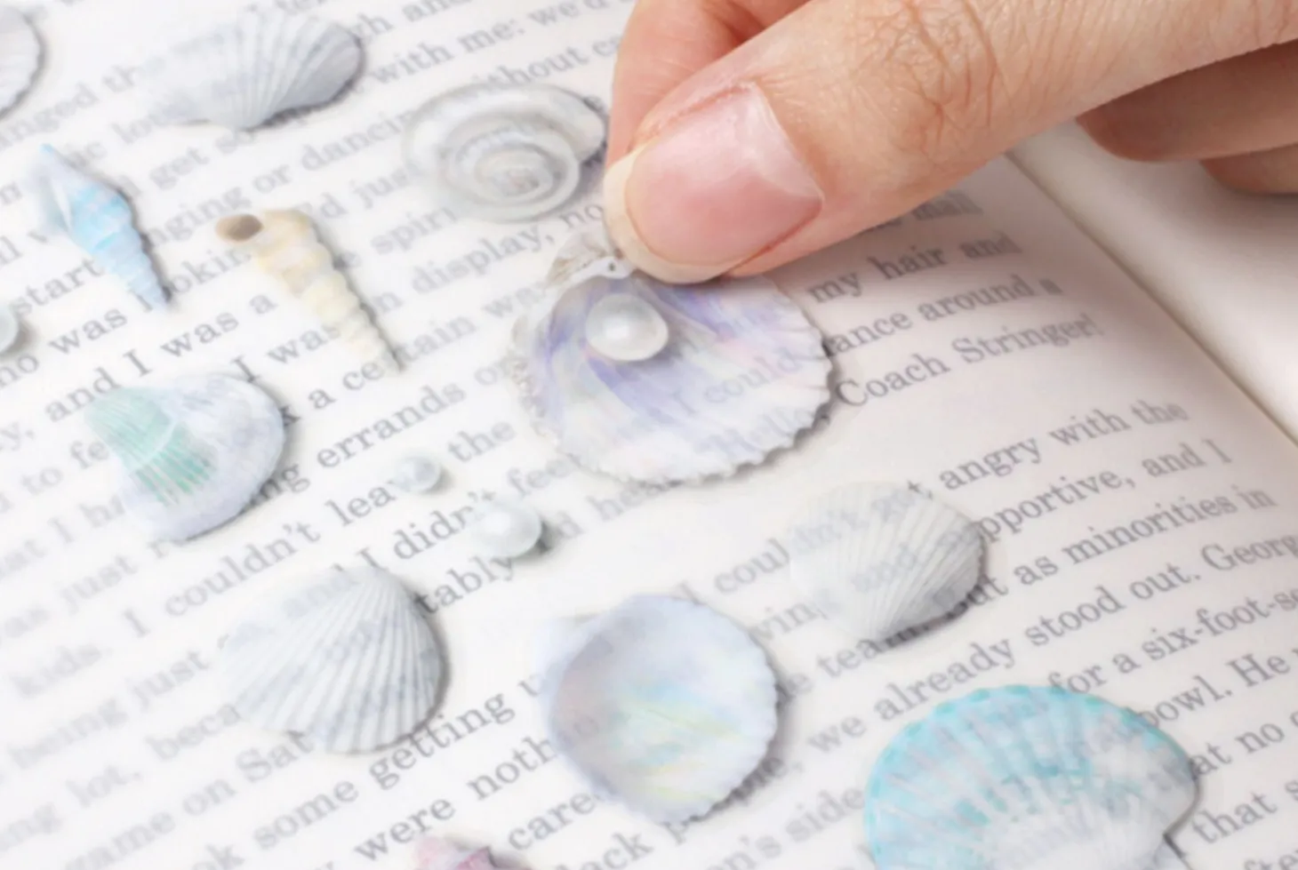 Seashell Nature Sticker