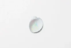 Seashell Nature Sticker