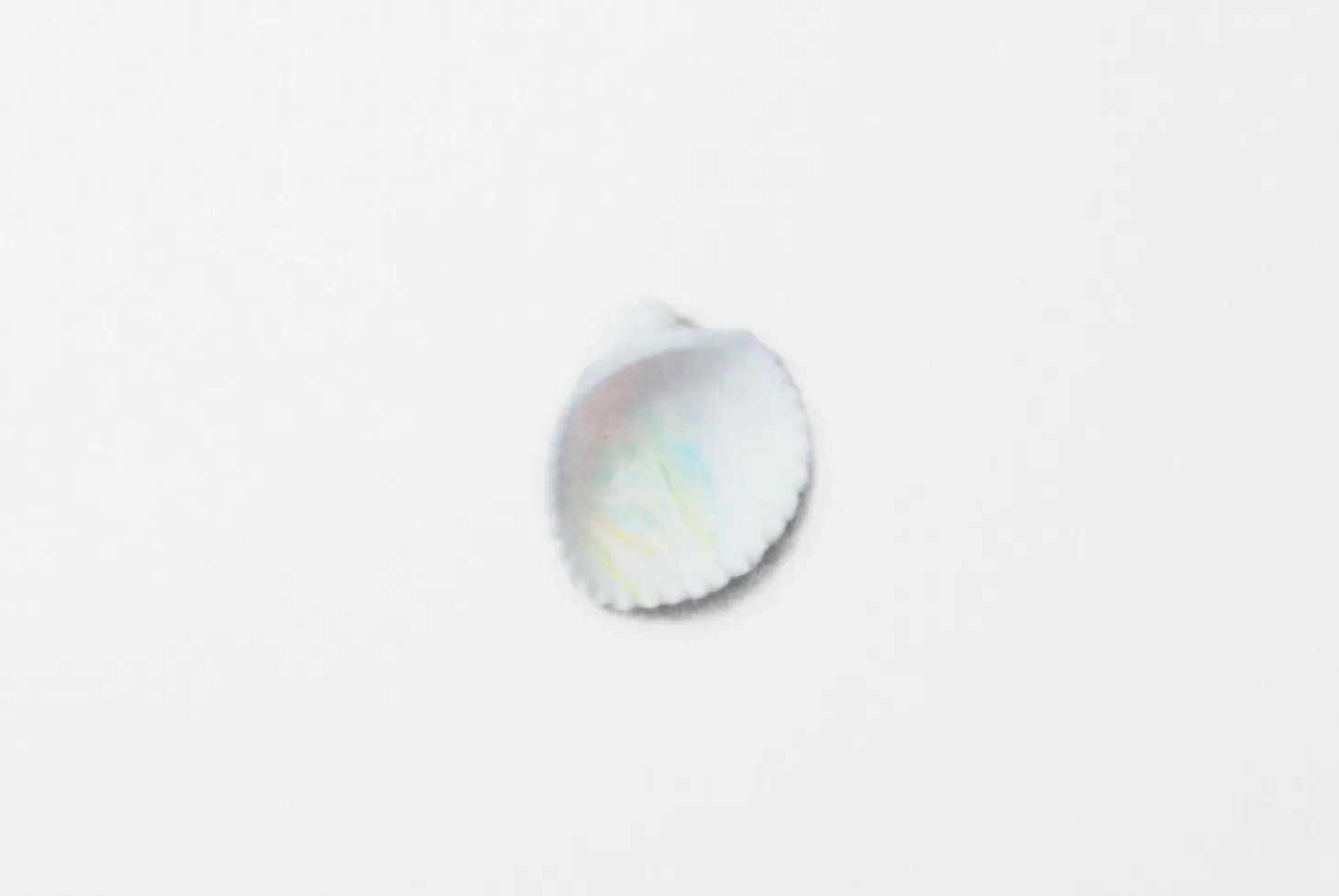 Seashell Nature Sticker