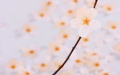 Small Cherry Blossom Sticky Note